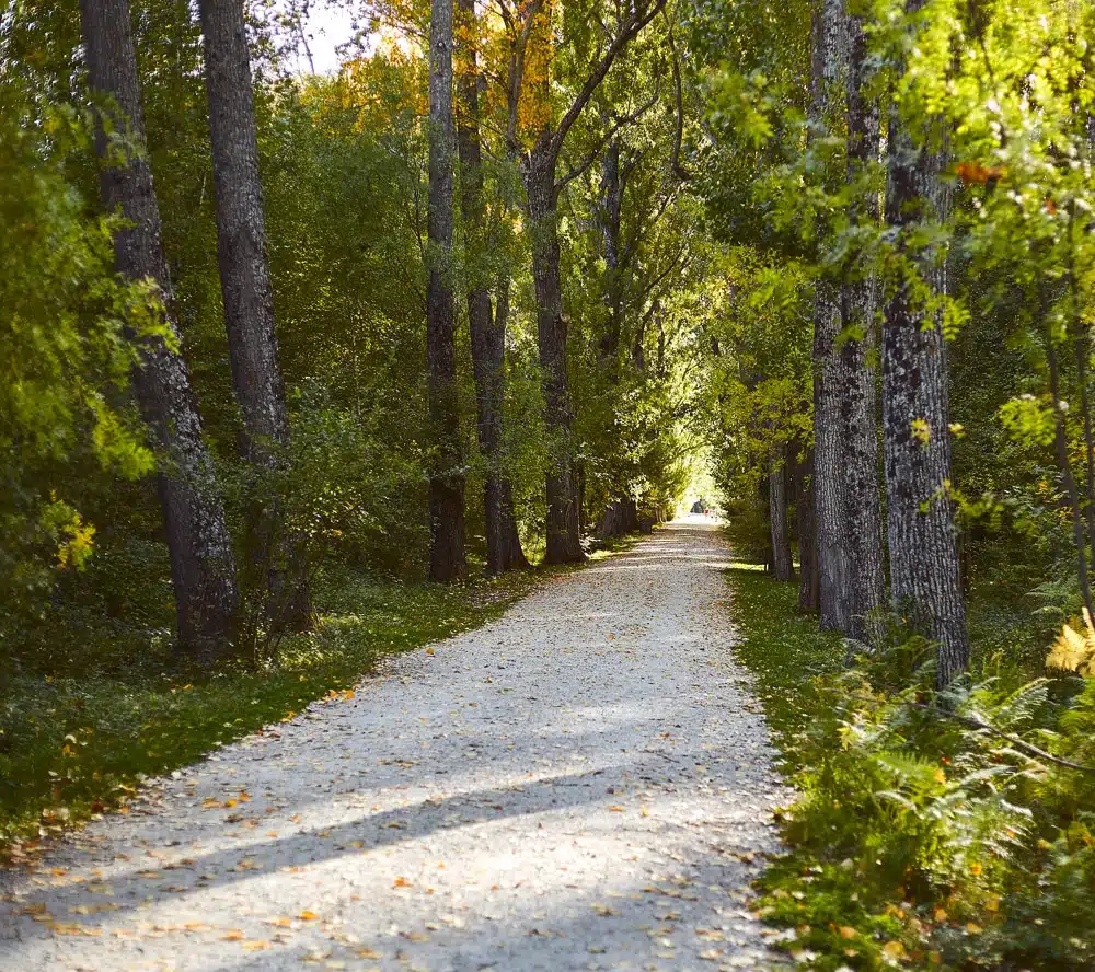 El Bosque Carpetania de la Sierra Norte de Madrid. Foto de Sierra Norte de Madrid
