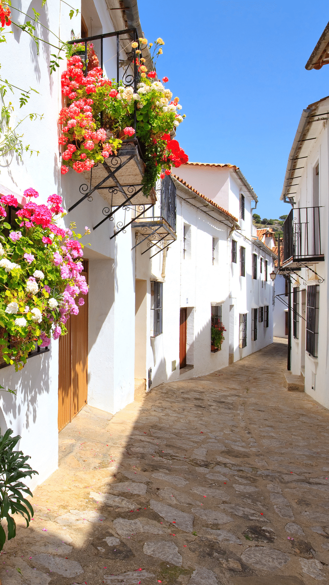 Una estrecha calle adoquinada de Asturias, bordeada de edificios blancos, cada uno adornado con balcones de hierro y vibrantes jardineras rebosantes de flores rosas y rojas, bajo un cielo azul despejado.