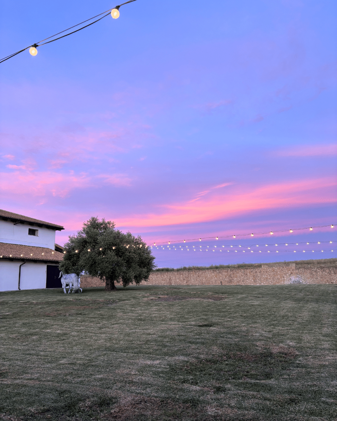 Un gran patio cubierto de hierba en Asturias con un árbol y un edificio a la izquierda, luces de cuerda por encima y una puesta de sol púrpura y rosa de fondo. Bajo el árbol, una estatua blanca de una vaca completa esta pintoresca escena.