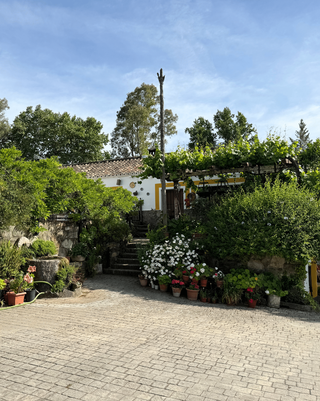 Una encantadora casa asturiana con tejado de tejas está rodeada de frondosos árboles y plantas. Coloridas macetas de flores bordean los escalones de piedra que conducen a la entrada, todo ello bajo un cielo azul claro de Asturias.