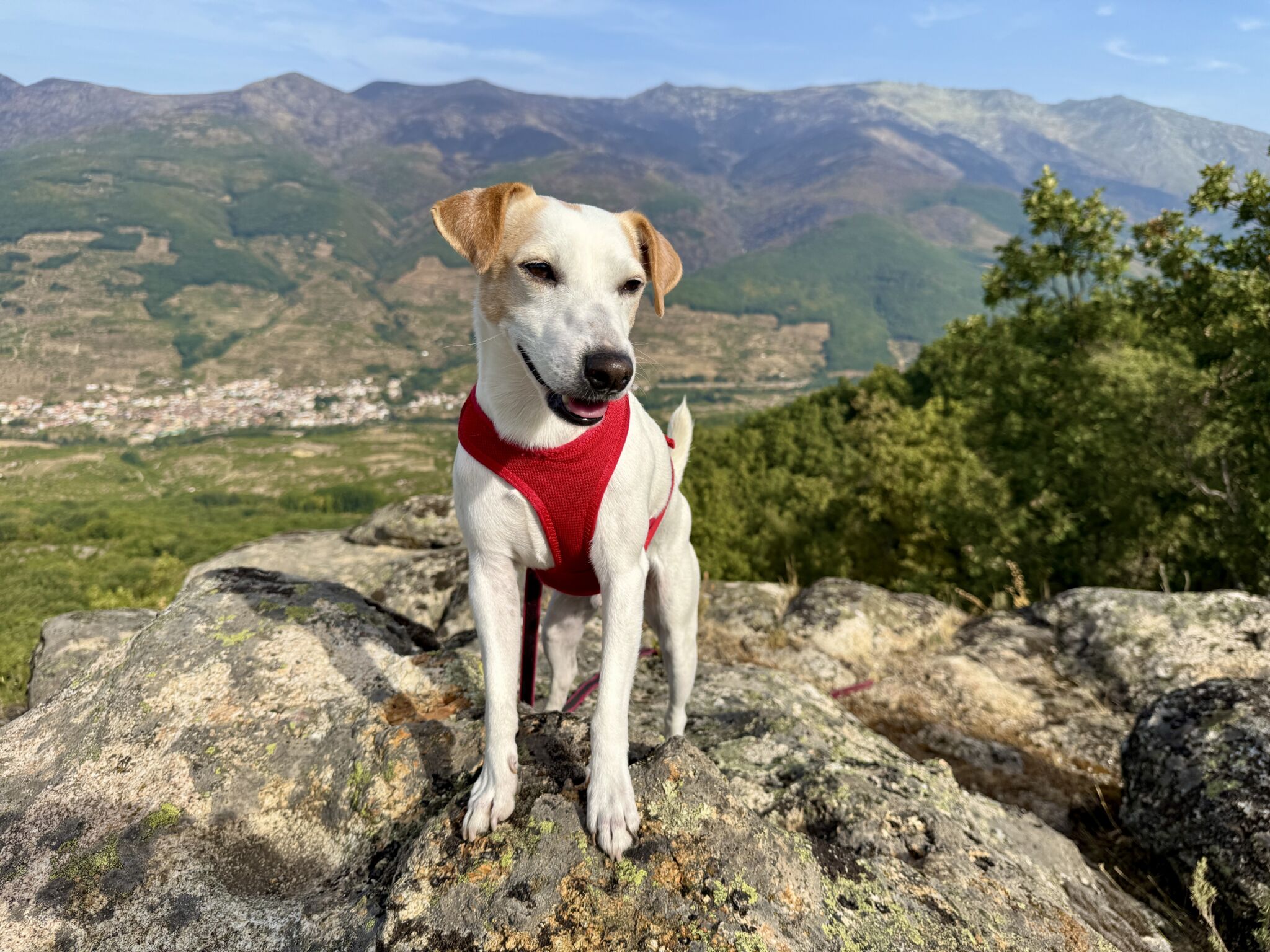 No sin mi perro: los mejores planes ‘pet friendly’ en Extremadura