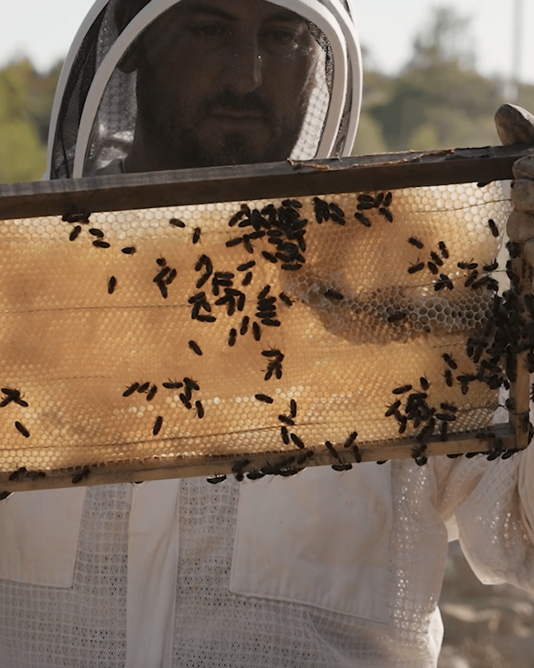 Un apicultor con equipo de protección sostiene un panal de madera cubierto de abejas, inspeccionándolo al aire libre en un día soleado.