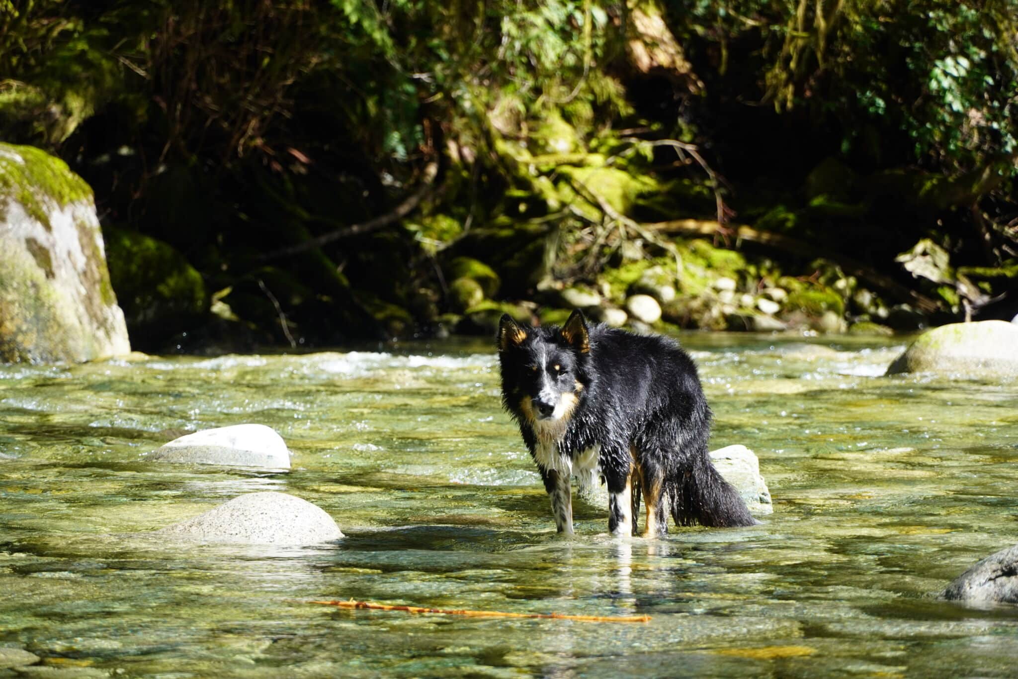 Piscinas naturales donde tu perro es bienvenido: zonas de baño rurales para un verano de lo más pet-friendly