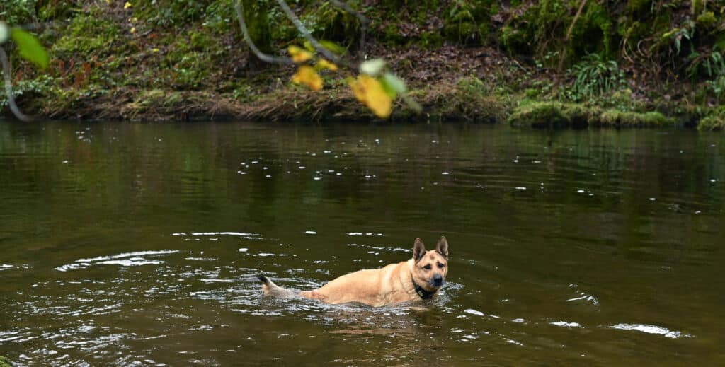 Un perro bañándose en un río. Por Paula G.