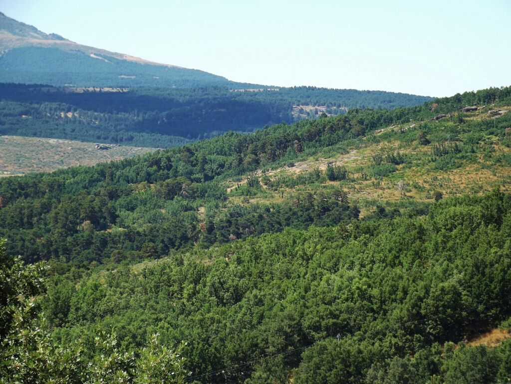 Pinar de Hoyocasero. Por Asqueladd.