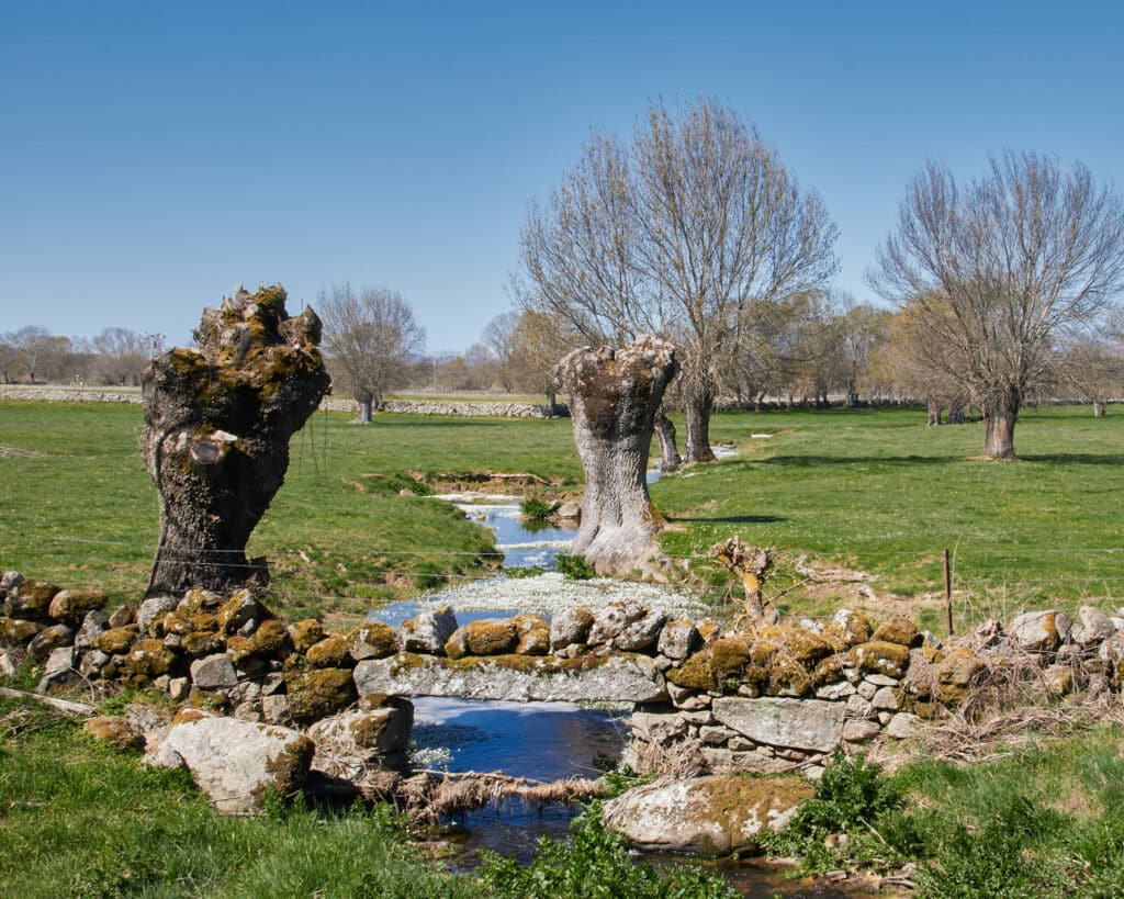 Un pequeño puente de piedra cruza un estrecho arroyo en un prado cubierto de hierba, rodeado de árboles podados con troncos gruesos y nudosos. Las ramas desnudas y el cielo azul sugieren que estamos a principios de primavera.