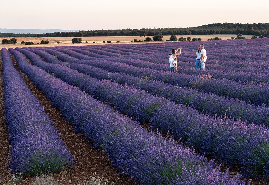 Campos de lavanda de Caleruega, en Burgos. Por Turismo de Burgos