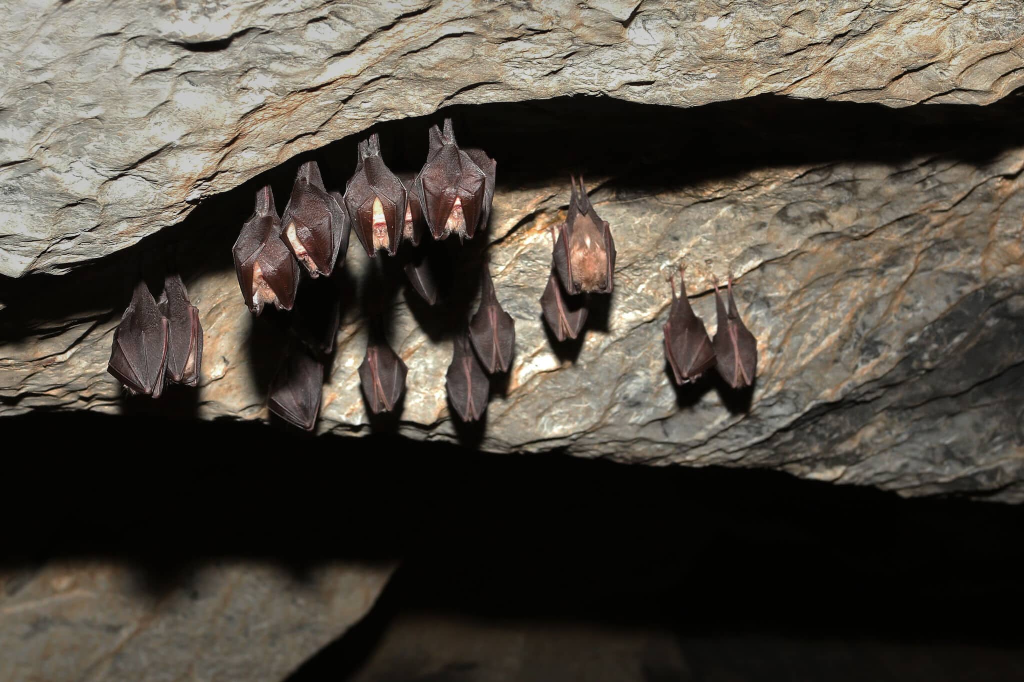 Murciélagos en una cueva. Por Jiri Prochazka