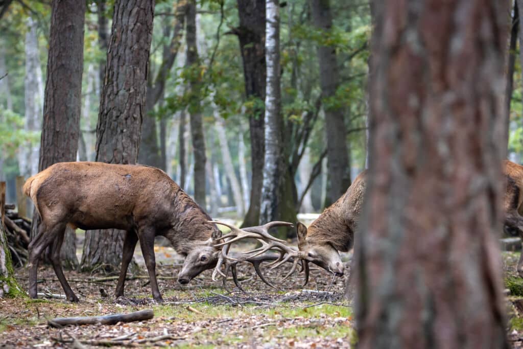 Dos ciervos se pelean en la época de la berrea, en otoño. Por Jordi