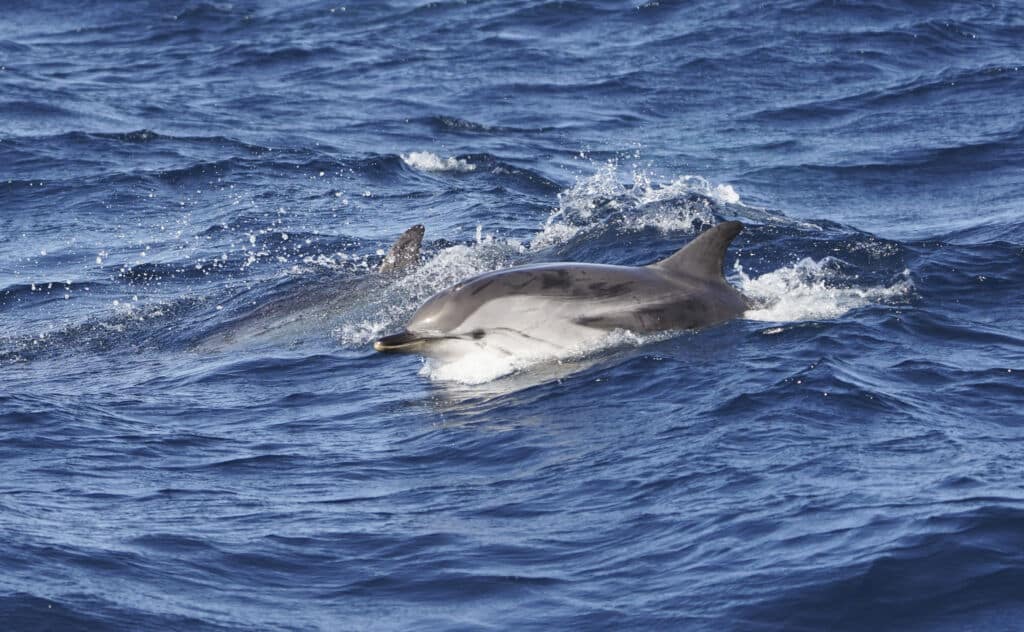 Delfines en el Estrecho de Gibraltar. Por Perry Van Munster/Wirestock