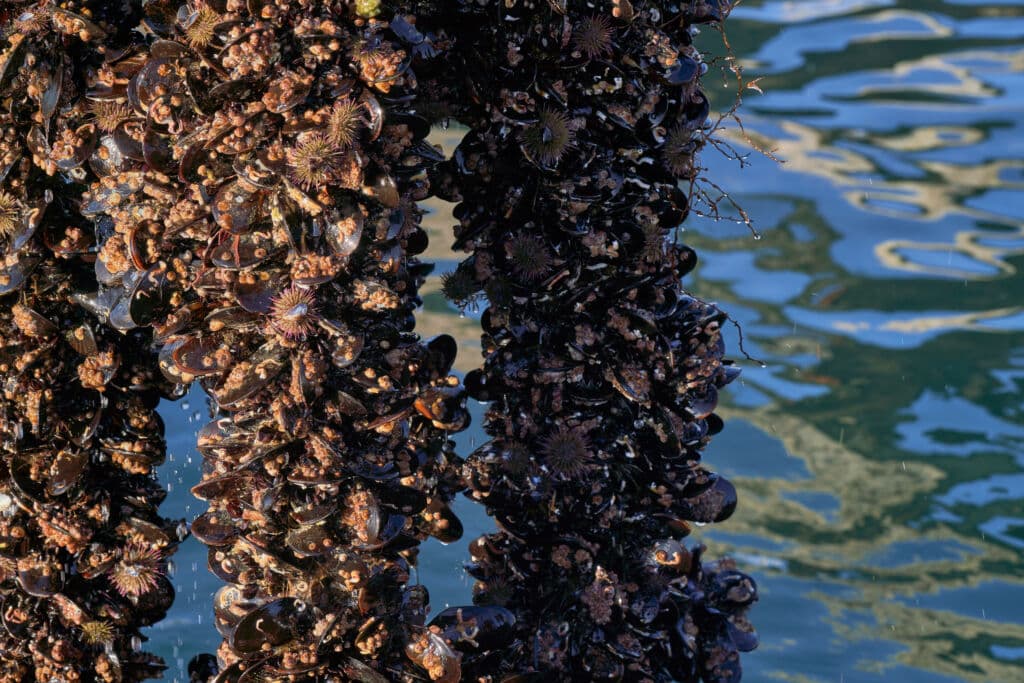 Batea de mejillones en Galicia. Por Sergio