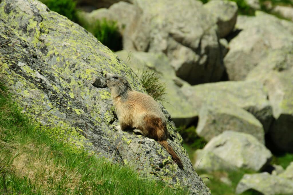 Una marmota en verano en el Parque Nacional de Aigüestortes i Estany de Sant Maurici (Lleida). Por Sergi_Boixader