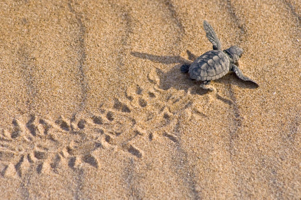 Una cría de tortuga boba, en el Mediterráneo. Por Benjaminet
