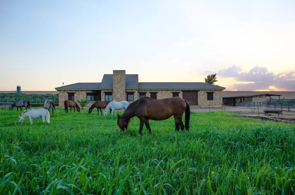 Varios caballos pastan en la hierba verde de un prado vallado frente a un granero de piedra al atardecer, con un cielo parcialmente nublado al fondo.