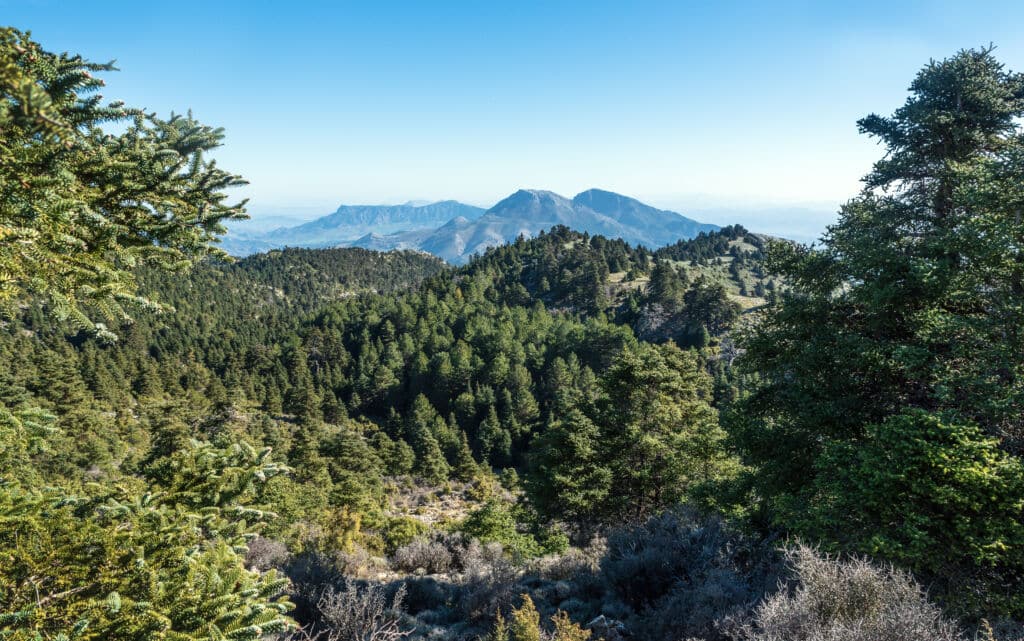 Pinsapos en el Parque Nacional de la Sierra de las Nieves (Málaga).