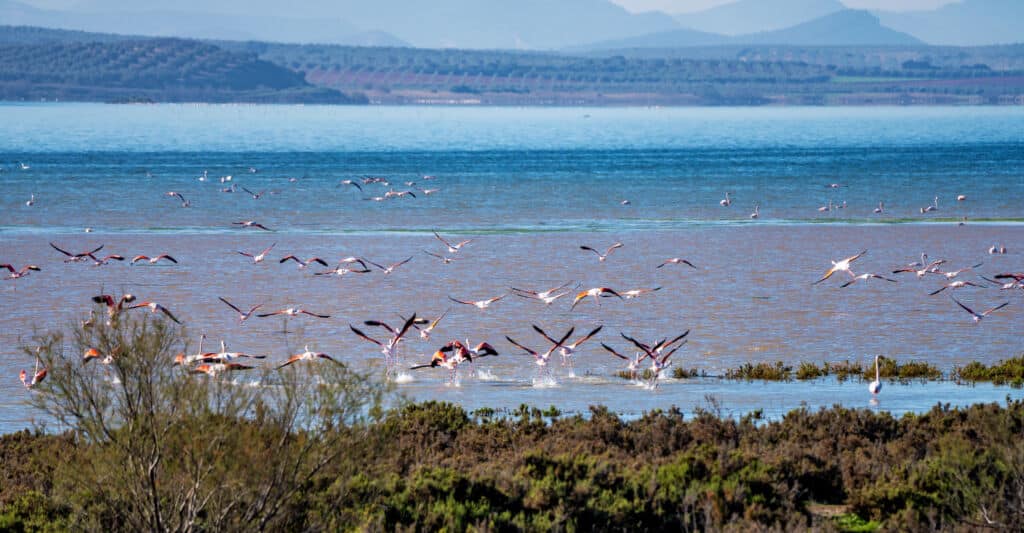 Flamencos en la laguna de Fuente de Piedra (Málaga).
