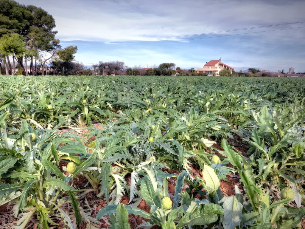 Campo de alcachofas en Benicarló. Por maite.