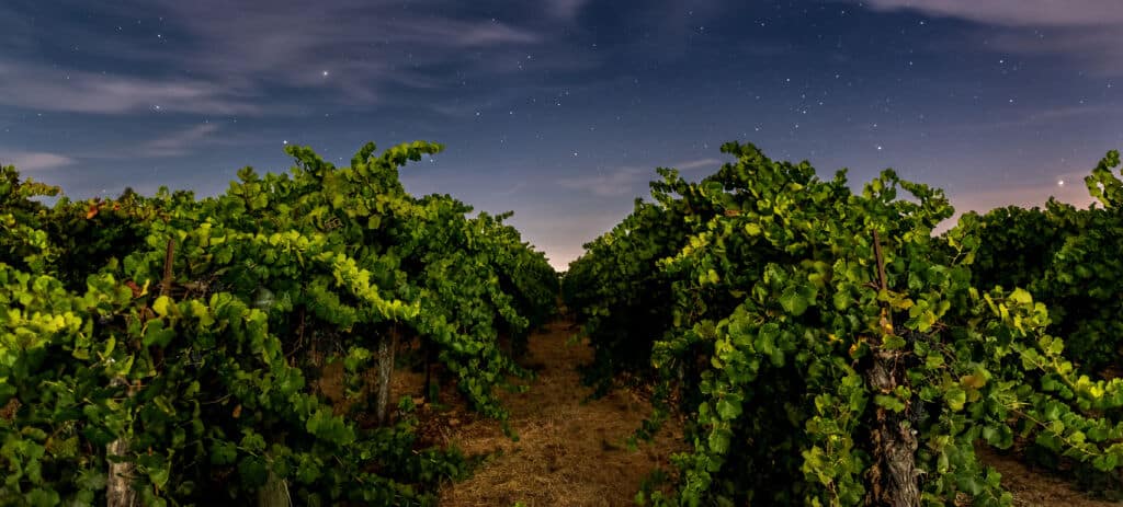 Filas de parras bajo un cielo nocturno repleto de estrellas, con hojas verdes realzadas por una suave iluminación y un camino despejado que discurre entre las vides.