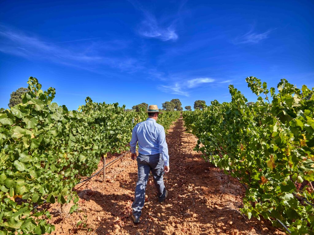 Una persona con sombrero camina por un sendero de tierra entre hileras de viñas de un verde exuberante, bajo un cielo azul brillante.