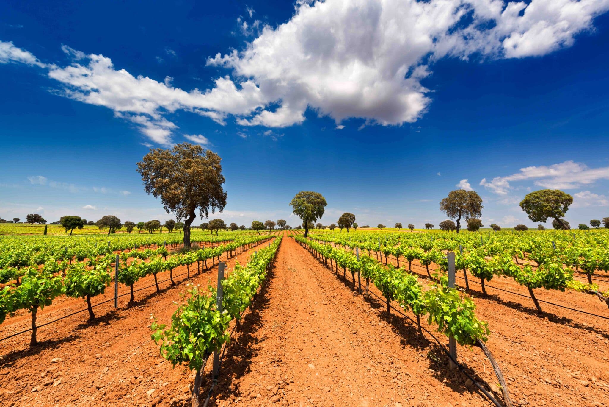 Saborea Castilla-La Mancha: un viaje gastronómico por sus 5 provincias