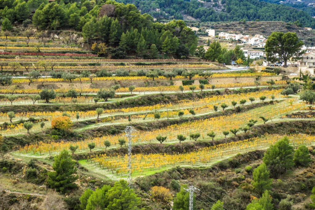 Terrazas de viñedos en el valle de Guadalest (Alicante).