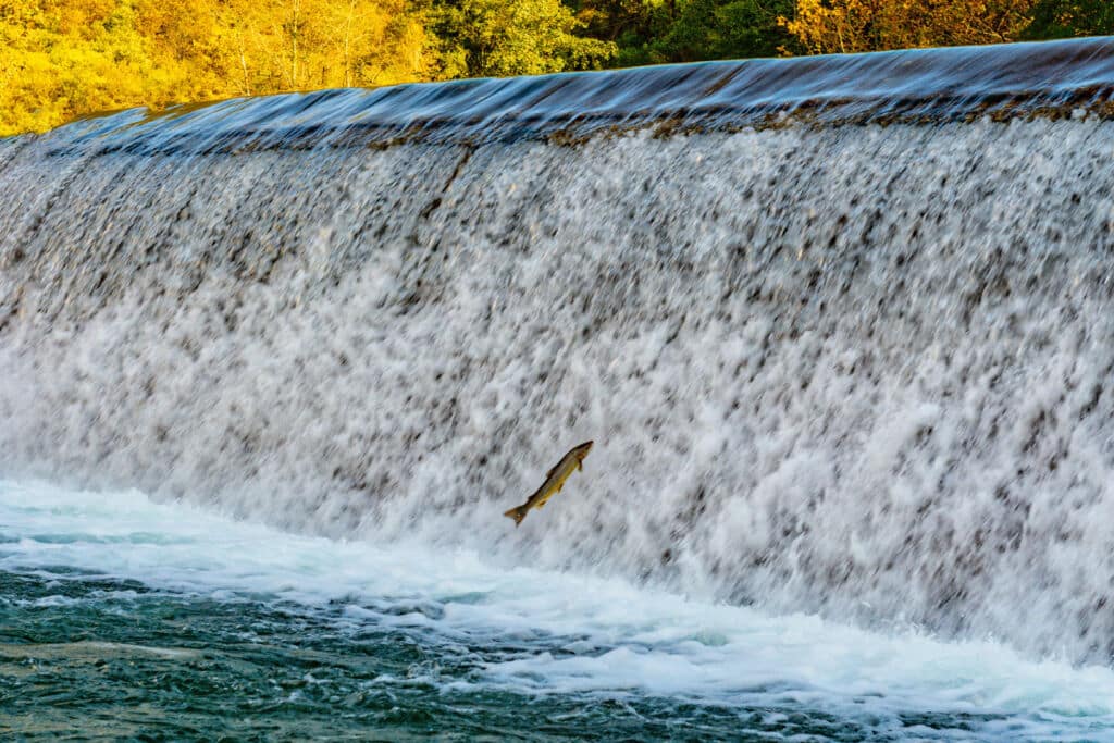 Un salmón saltando en el río Sella en Cangas de Onís (Asturias). Por Agustin