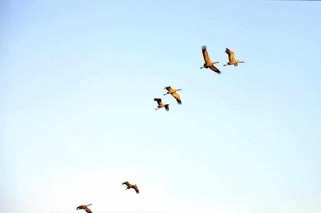 Seis grullas grises volando en formación contra un cielo azul y despejado.