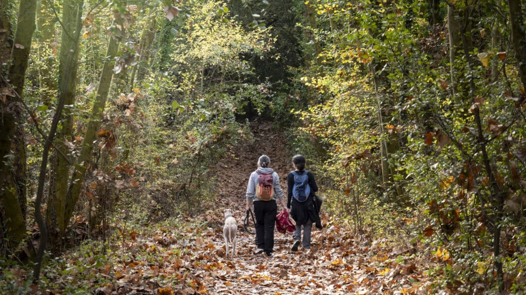 Dos personas con mochilas pasean a su perro por un sendero forestal cubierto de hojas.