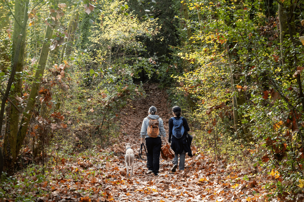 Dos personas con mochilas y un perro se alejan de la cámara por un sendero cubierto de hojas caídas de otoño en un bosque, lo que evoca un verano rural en la Comunitat Valenciana.