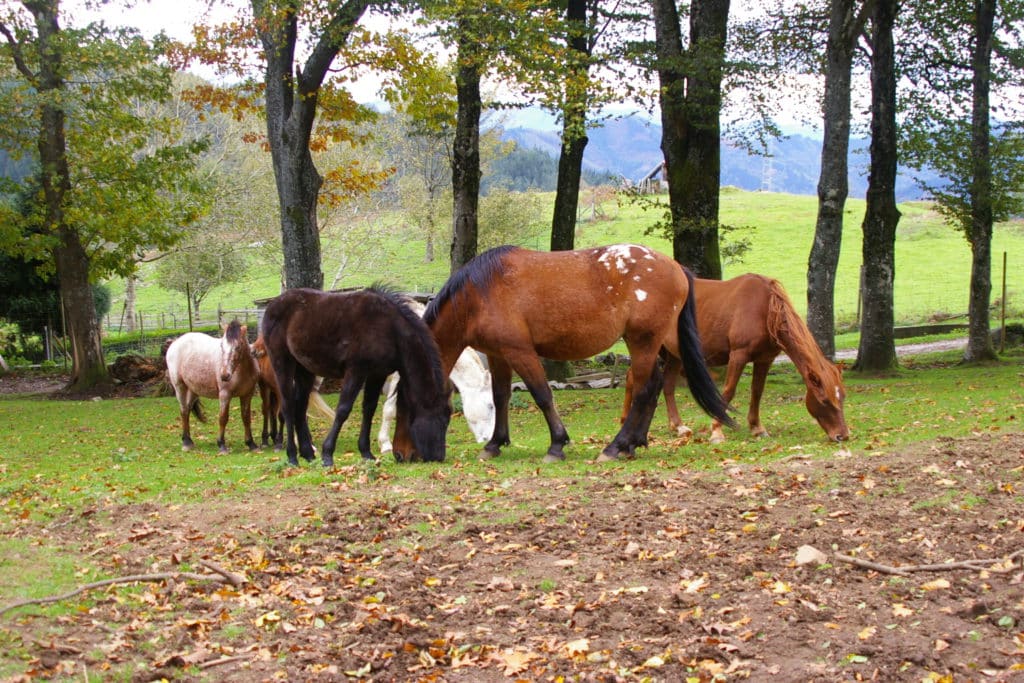 Agroturismo Pagorriaga