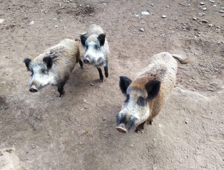 15 campings con bungalows y cabañas para alojarse a todo lujo