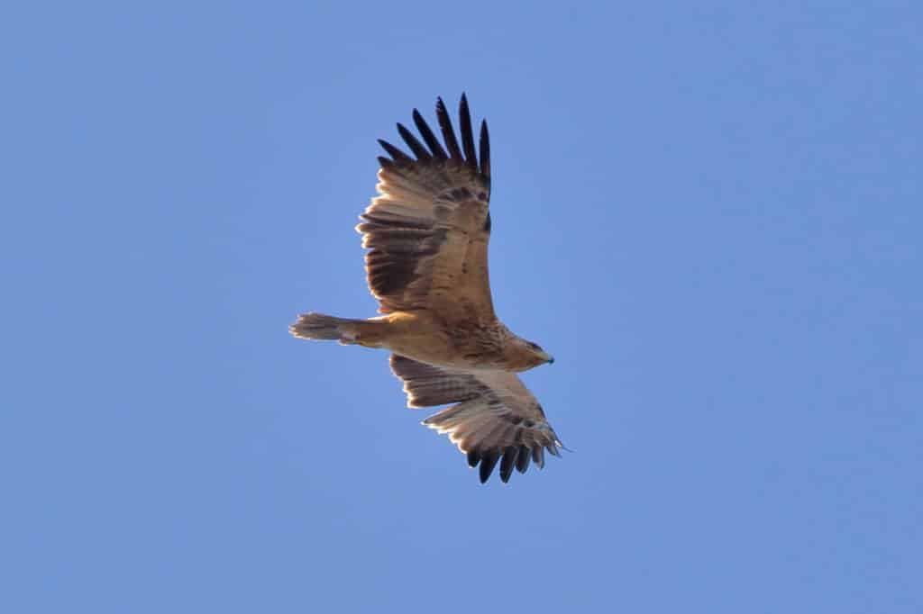 Águila imperial, animales en peligro de extinción