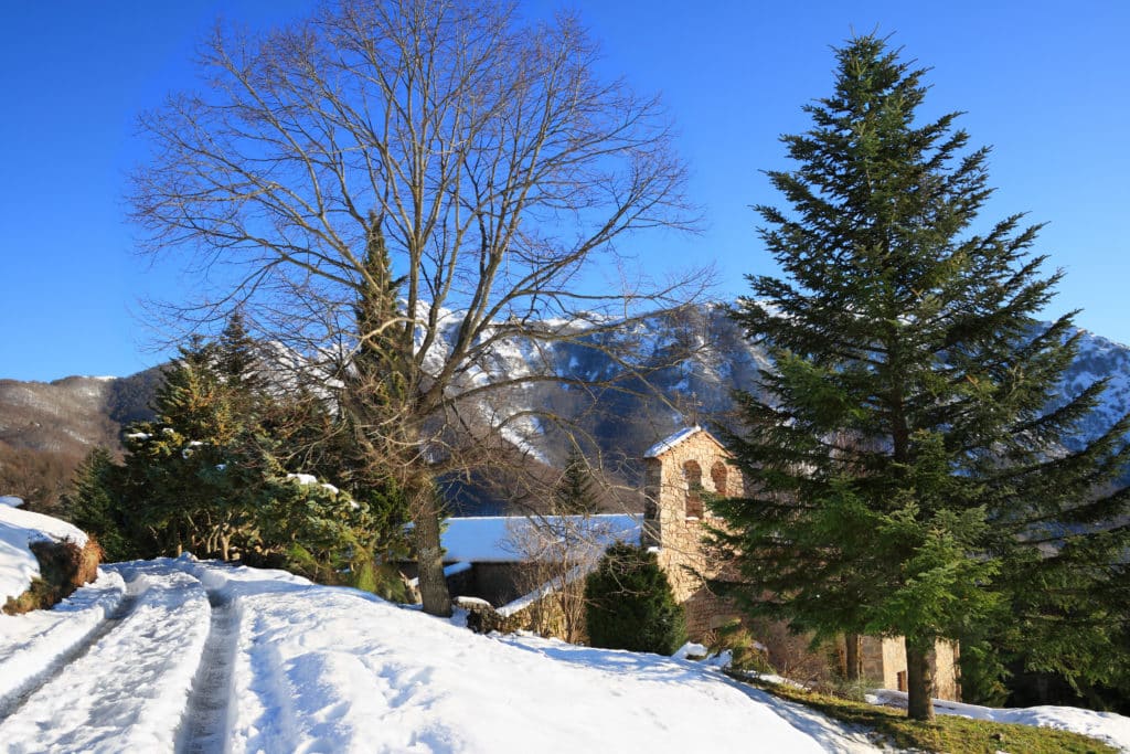 Abetos en el Montseny