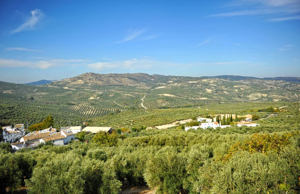 Mar de olivos en Jaén