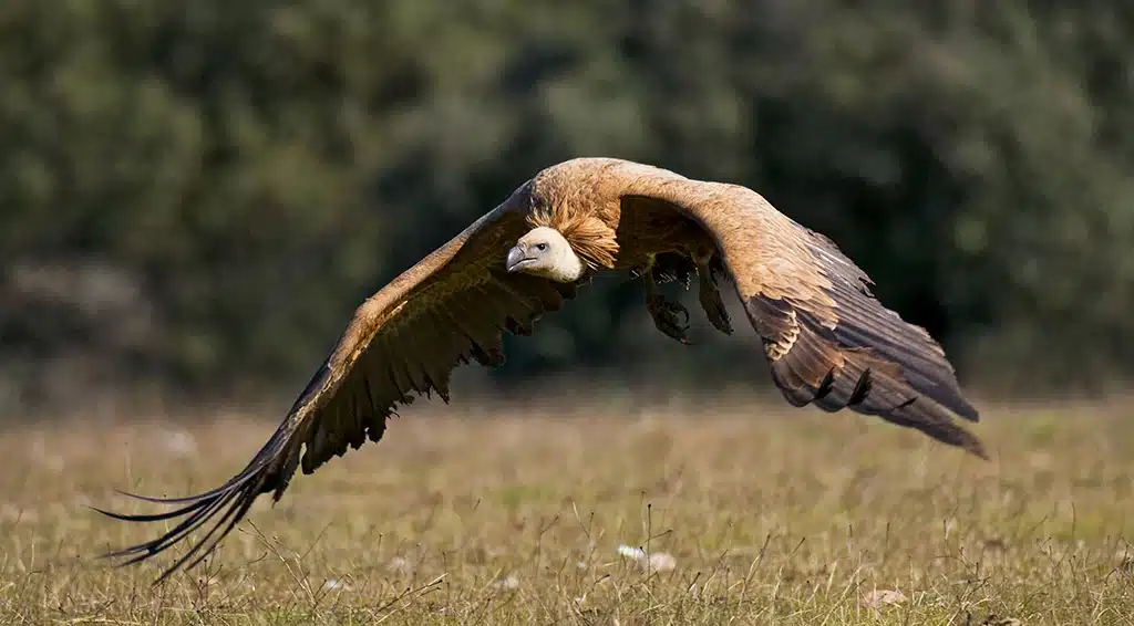 Buitre leonado en Cabañeros