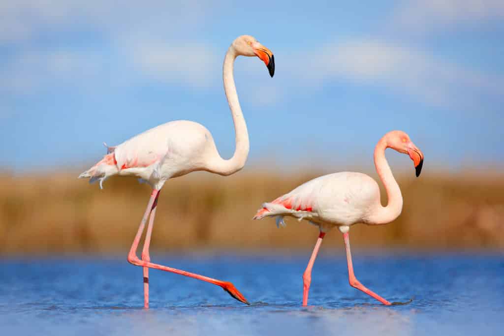 Aplicar Bonito Sin sentido 5 lugares de España donde podemos ver flamencos