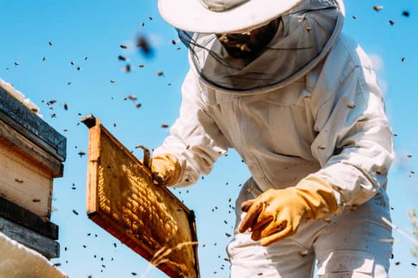 7 casas rurales donde ser apicultor por un día