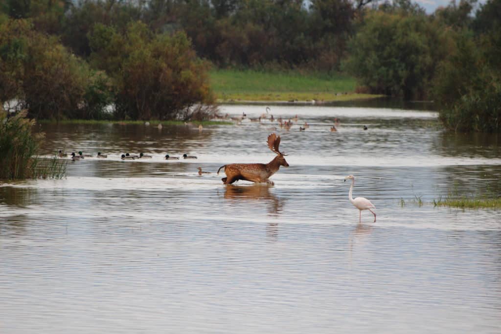 Doñana