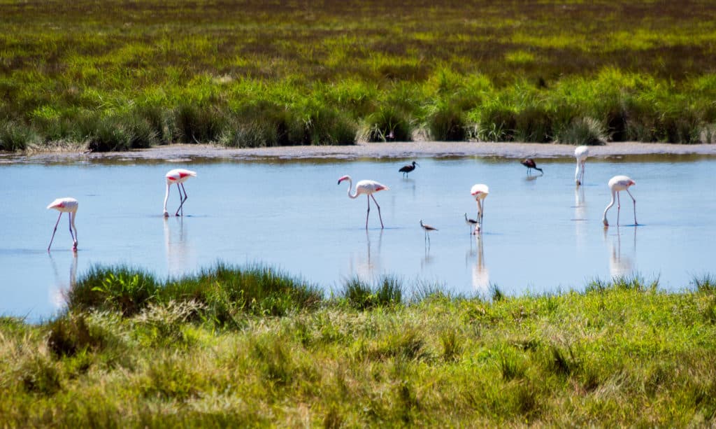 Doñana