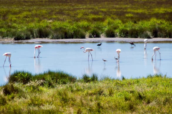 Guía práctica (¡y definitiva!) para visitar Doñana