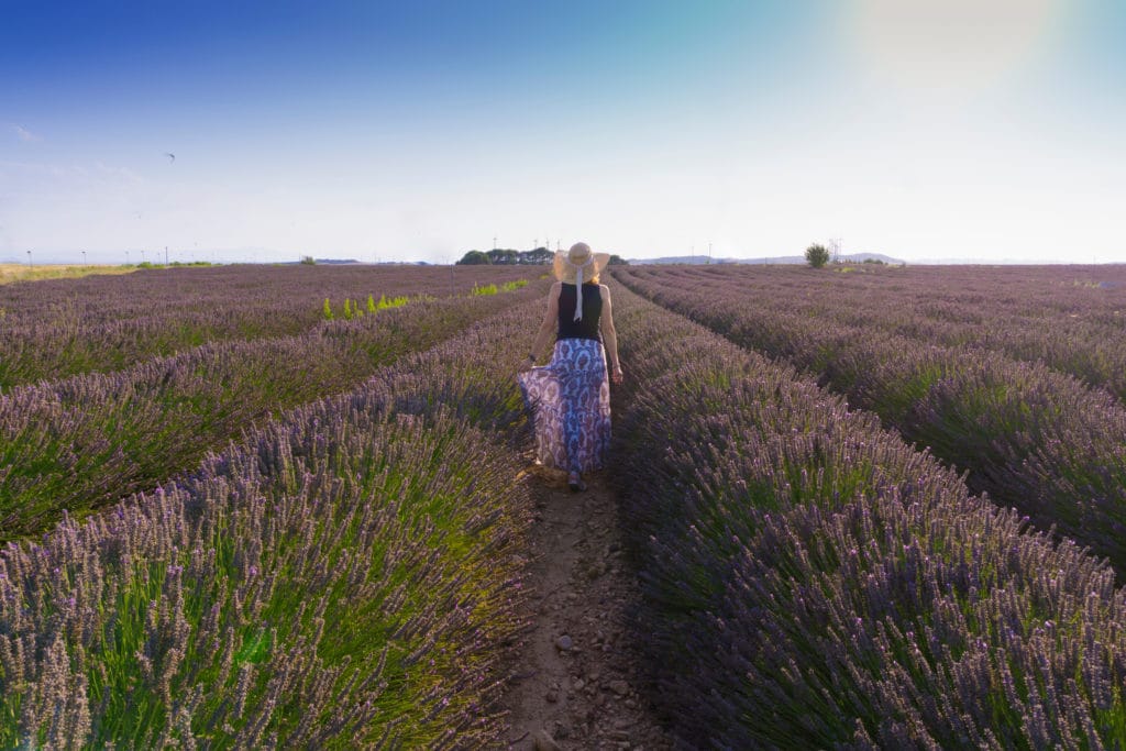 Campos de lavanda en Olite