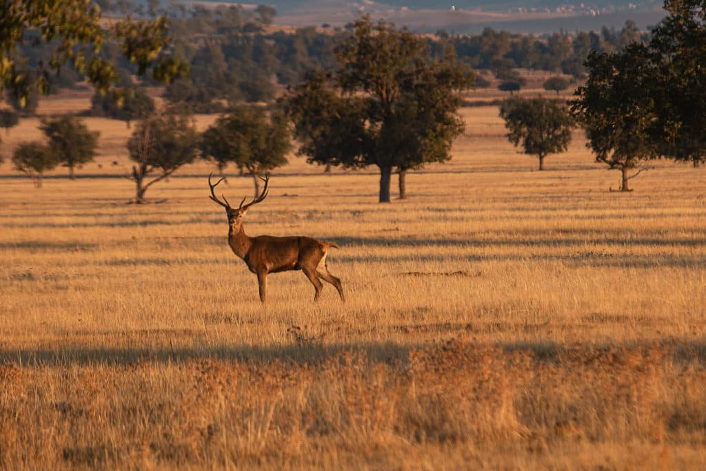 Parque Nacional de Cabañeros