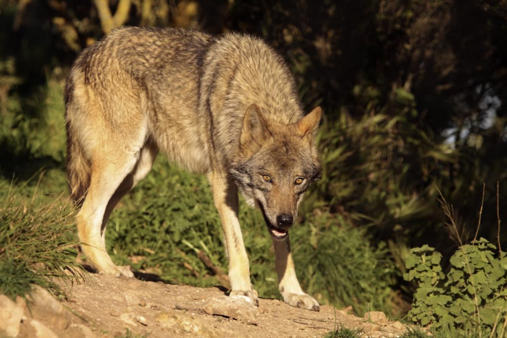 Animales más representativos de España. Lobo ibérico