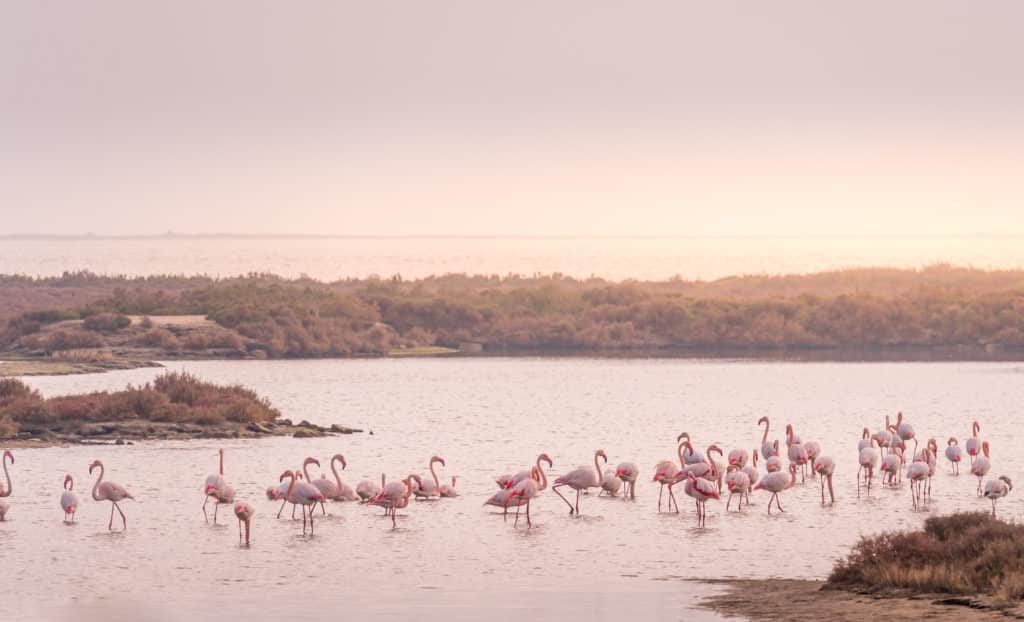 Flamencos en el Delta del Ebro