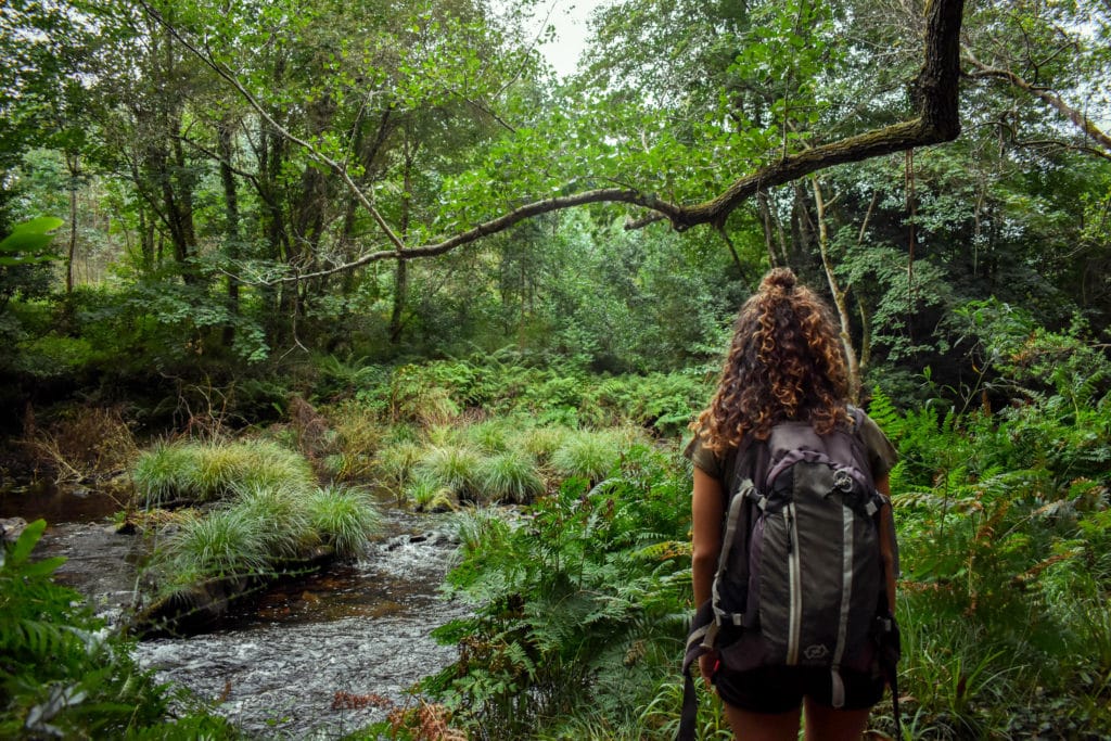 Rutas en el bosque