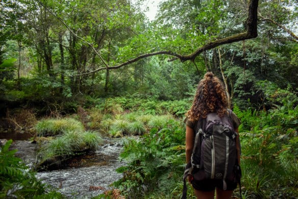 4 rutas por el bosque para reconectar con la naturaleza