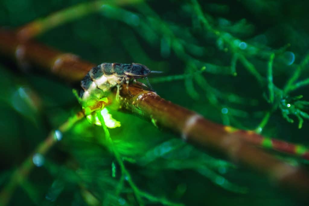 Luciérnaga Lampyris noctiluca