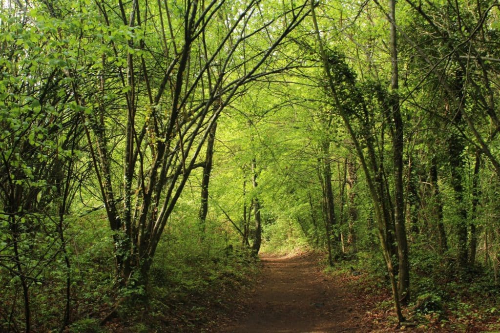 La Fageda d´en Jordà