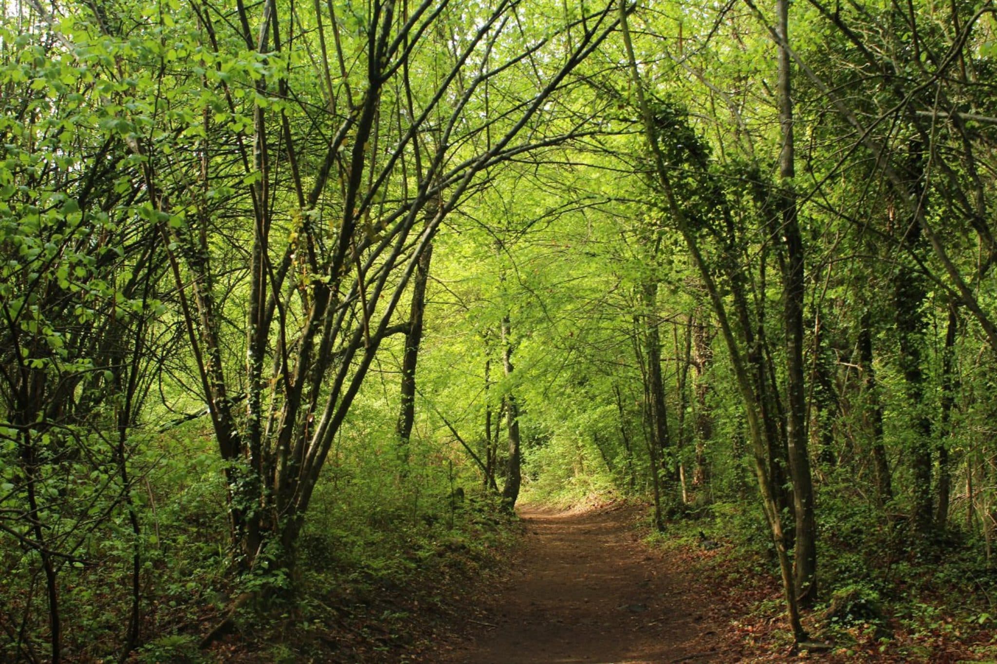 10 fotos para enamorarse de la Fageda d´en Jordà