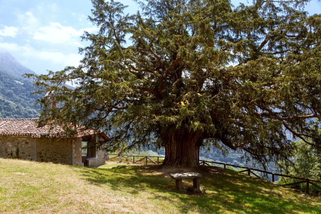 Árboles milenarios de España: tejo de Bermiego